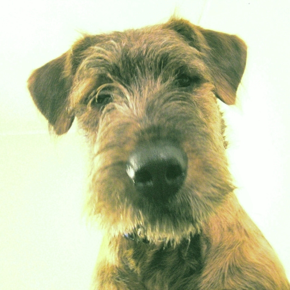 The Fairygodmother House Other - Airedale Puppy Tshirt #BrownieDog #Fairygodmothersdog